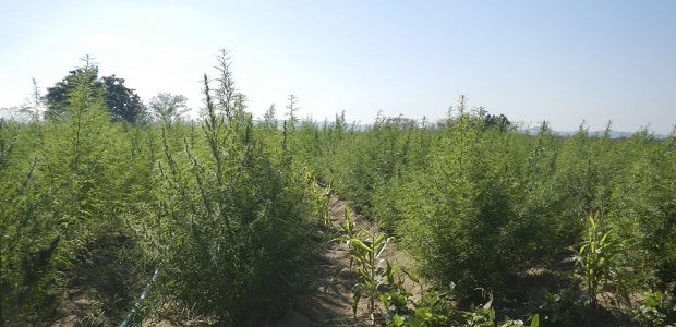 Plantação em fileiras de plantas altas sob céu claro