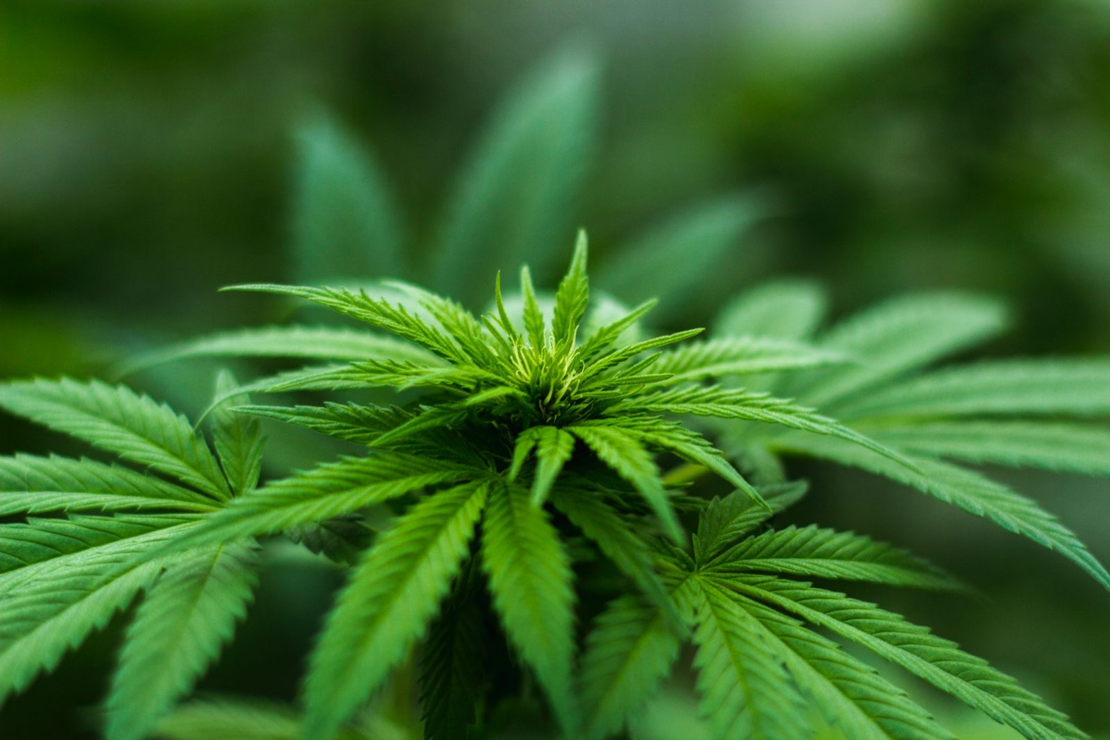 Planta de cannabis com folhas verdes em primeiro plano e fundo desfocado