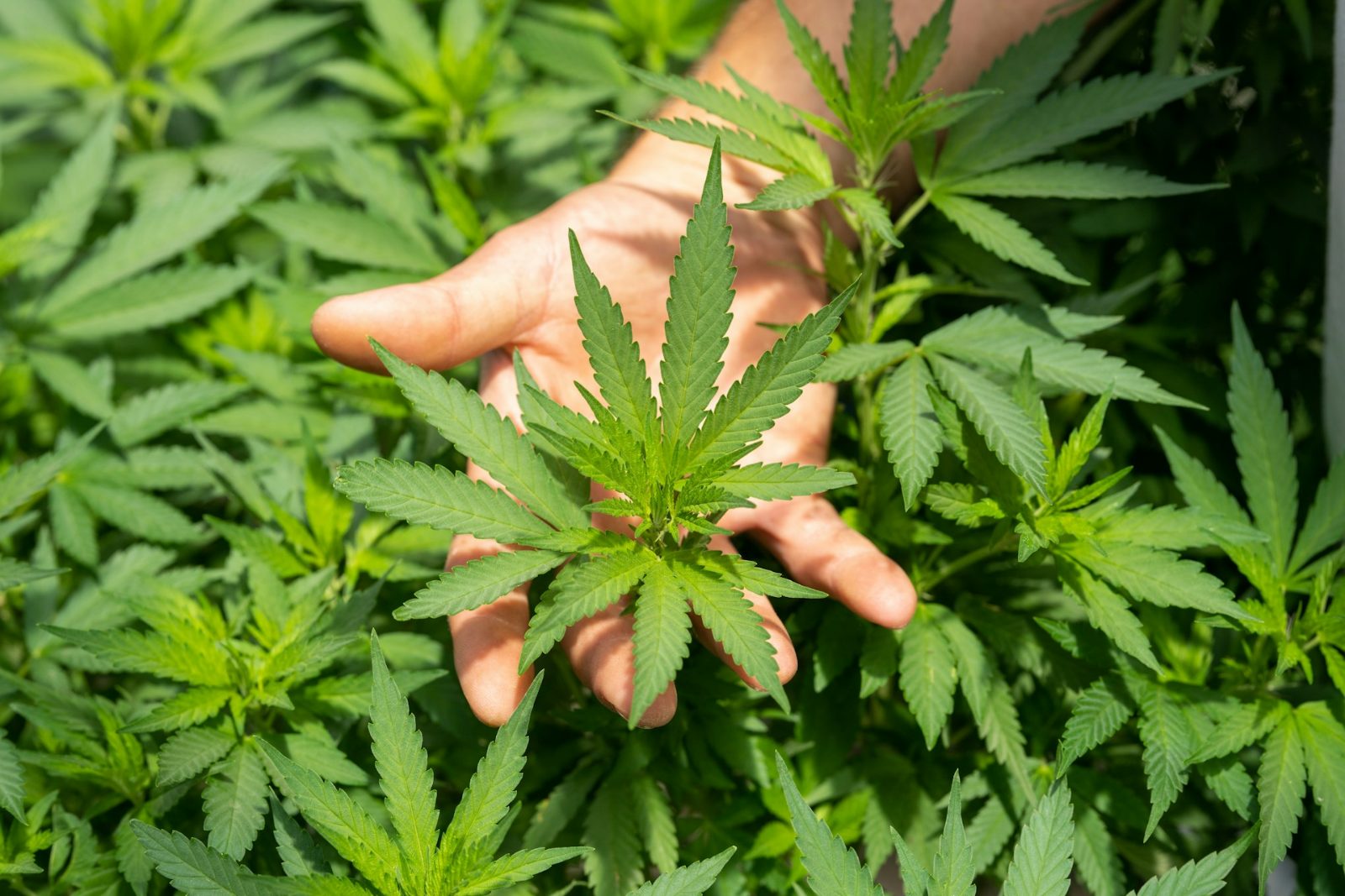 Mão em meio a plantas jovens de cannabis, tocando uma delas