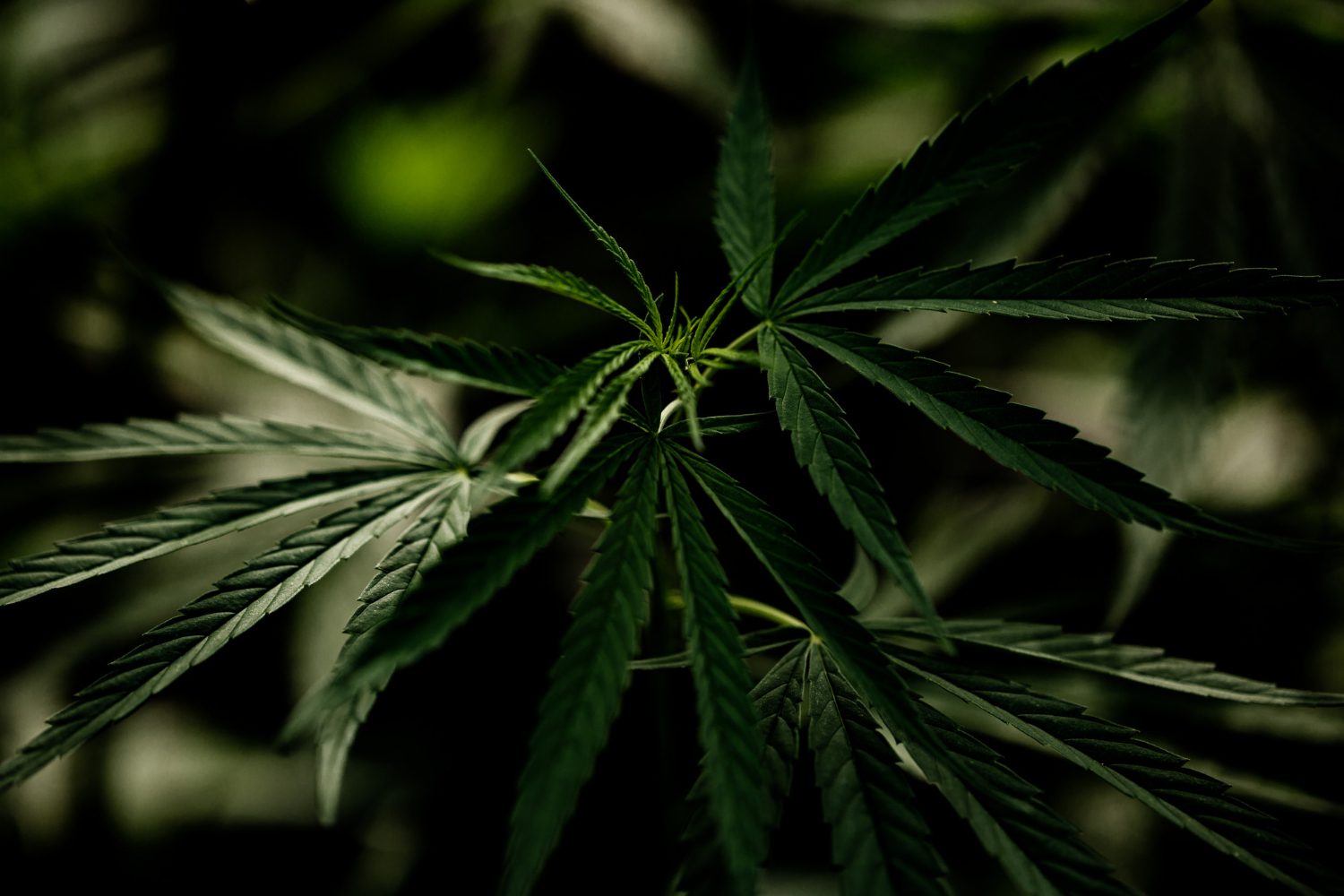 Folhas escuras de planta de cannabis sobre fundo escuro