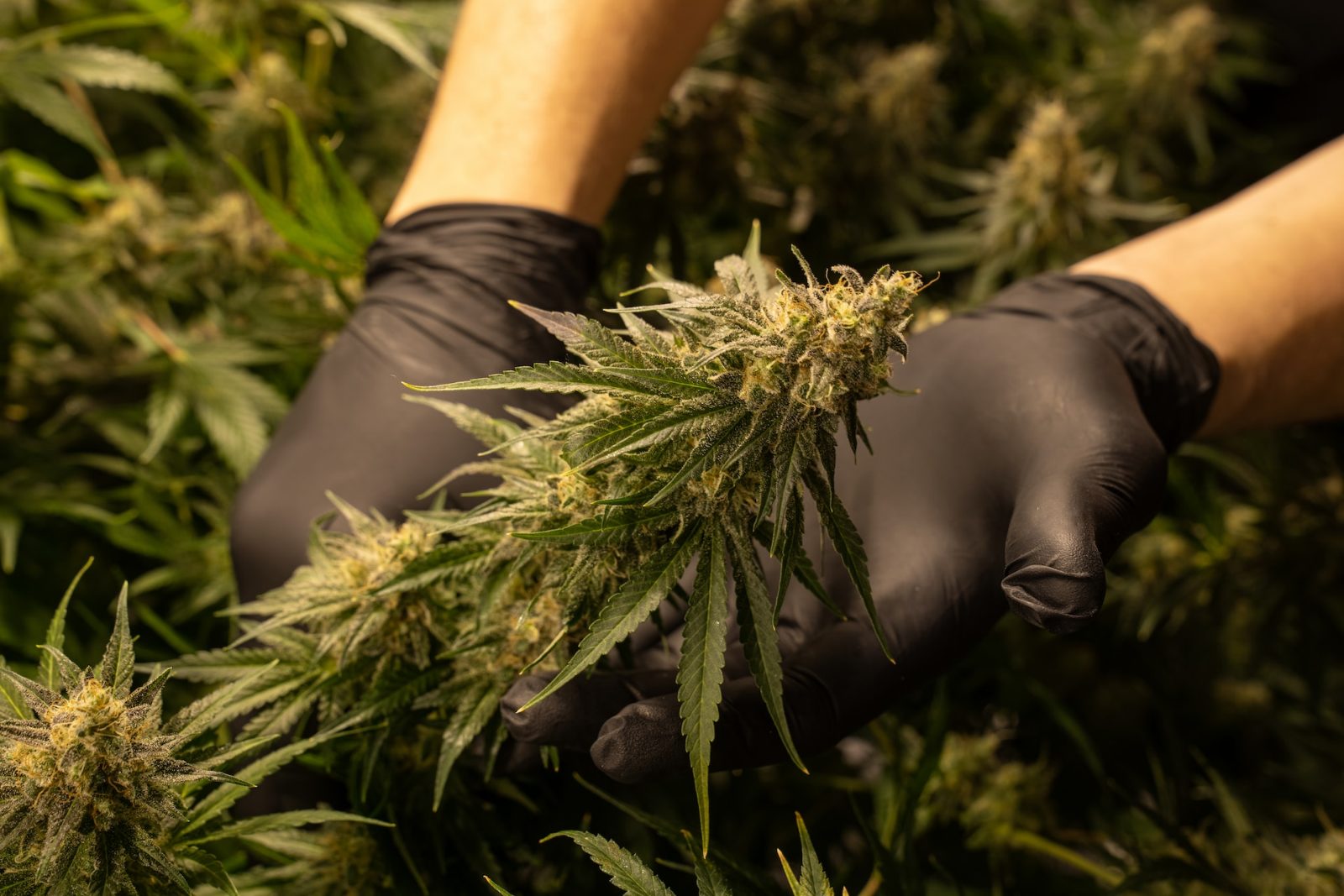 Mãos com luvas pretas manuseando inflorescência de cannabis