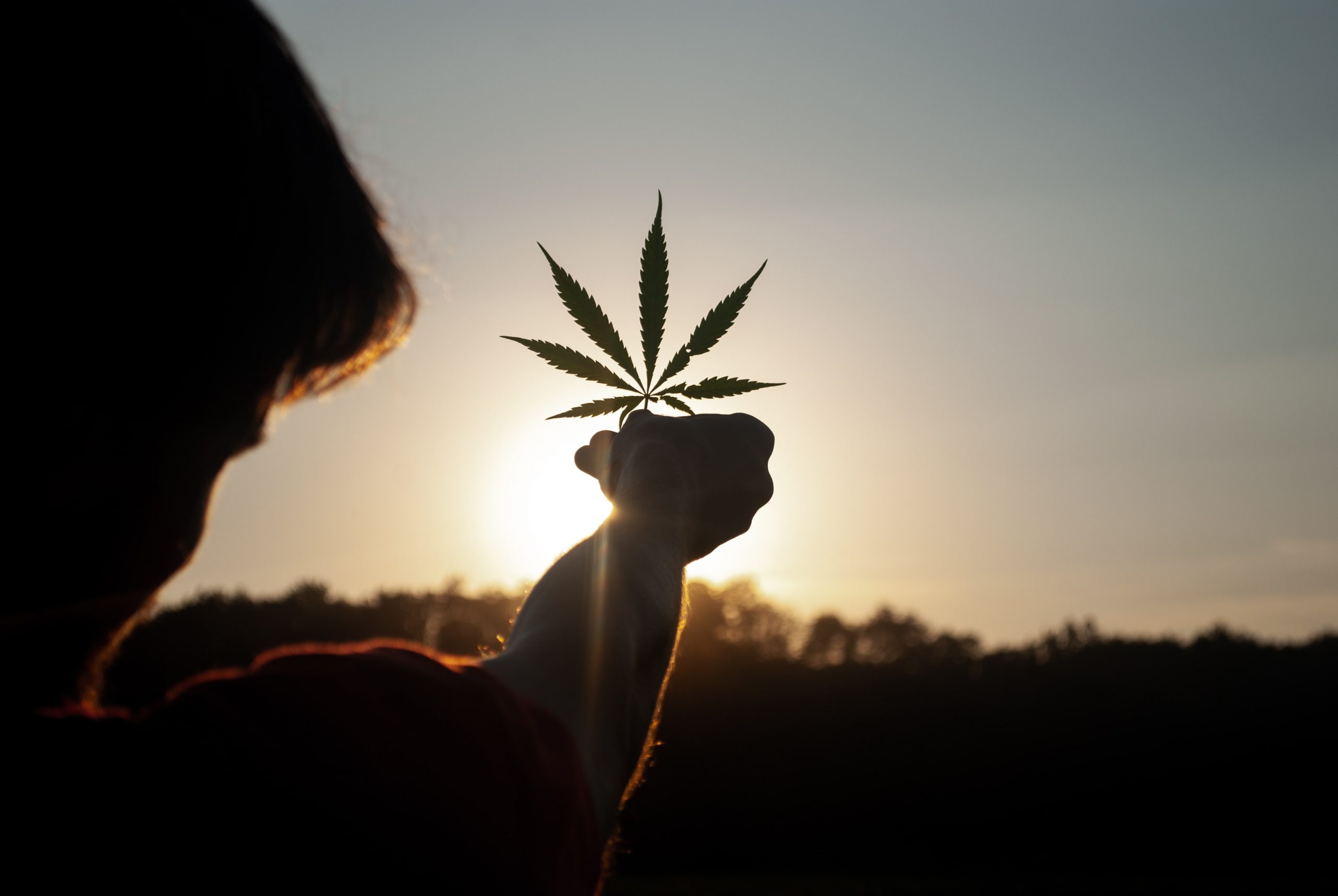 Silhueta de uma pessoa segurando folha de cannabis contra o pôr do sol