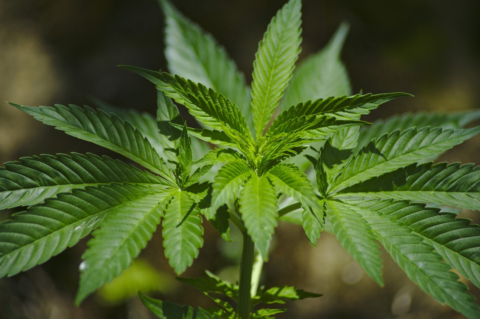 Planta de cannabis com folhas verdes espalhadas, sobre fundo escuro